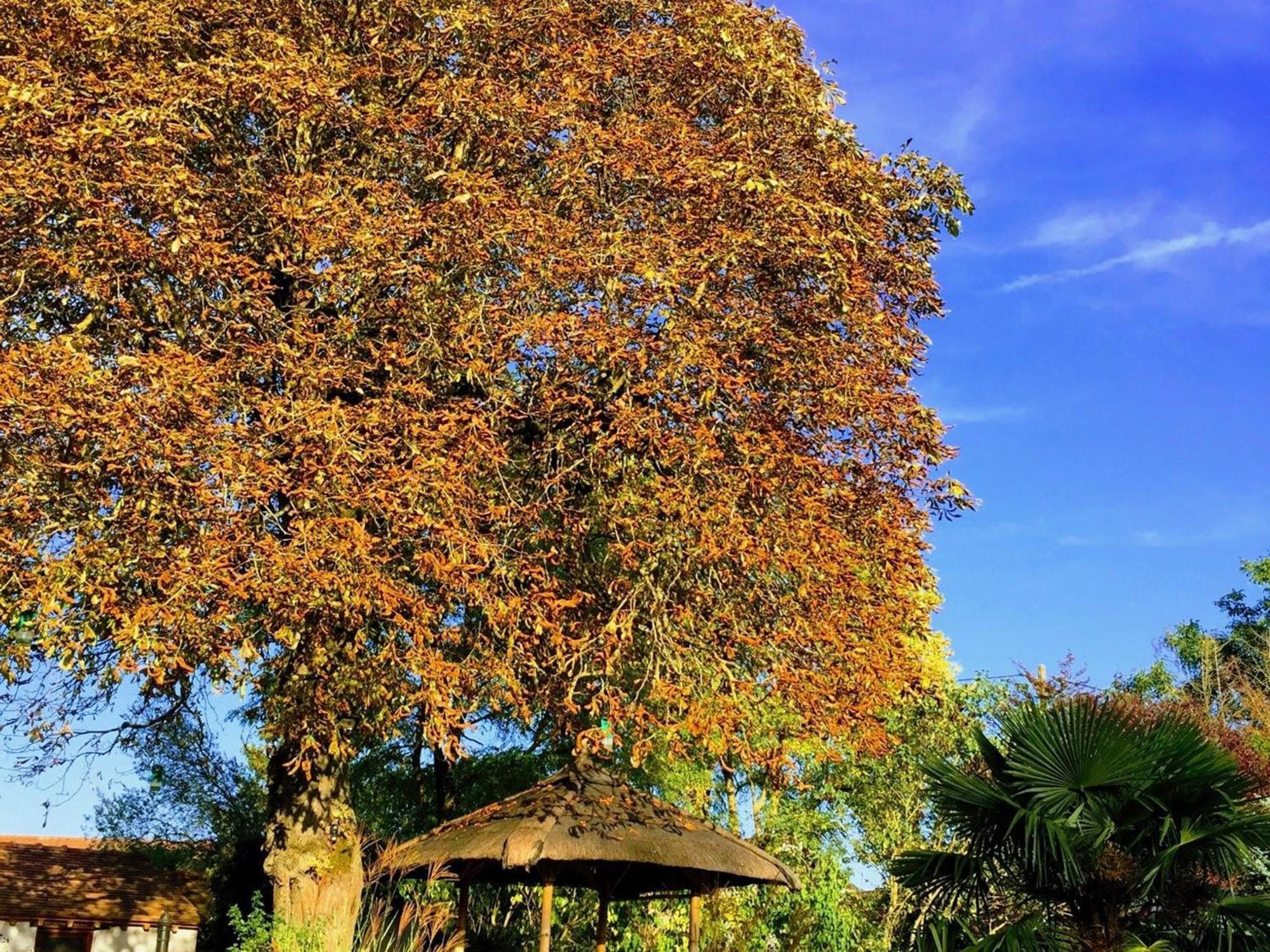 Bed and Breakfast Charme Au Coeur Des Chateaux De La Loire Avec Wifi - Fr-1-590-305 Tavers Exterior foto